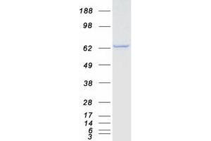 Validation with Western Blot