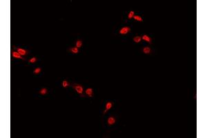 ABIN6266724 staining 293? (MED24 Antikörper  (C-Term))