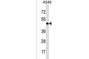 CDY1 Antibody (N-term) (ABIN1538889 and ABIN2850337) western blot analysis in A549 cell line lysates (35 μg/lane). (CDY1 Antikörper  (N-Term))