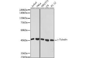 Western blot analysis of extracts of various cell lines, using γ-Tubulin antibody (ABIN7271051) at 1:1000 dilution. (TUBG1 Antikörper)