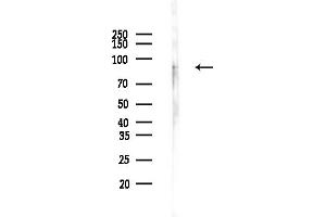 Western blot analysis of lysates from HepG2 cells(LPS, 4h treatment), using ECM2 Antibody at 1/1000 dilution.
