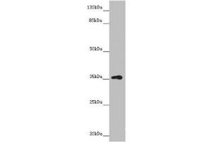 Western blot All lanes: GNB1L antibody at 3. (GNB1L Antikörper  (AA 1-327))