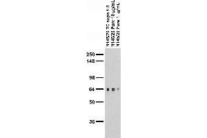 Adult rat brain membrane immunoblot.