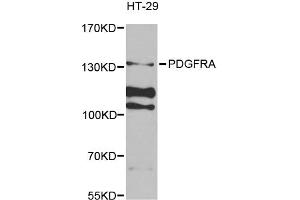Western blot analysis of extracts of HT-29 cells, using PDGFRA antibody (ABIN5971129) at 1/1000 dilution. (PDGFRA Antikörper)
