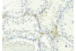 ABIN6275298 at 1/100 staining Mouse testis tissue by IHC-P. (Neurexophilin 4 Antikörper  (Internal Region))
