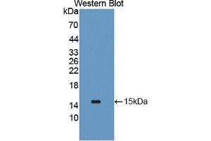 Detection of Recombinant GLUT14, Human using Polyclonal Antibody to Glucose Transporter 14 (GLUT14) (SLC2A14 Antikörper  (AA 1-105))