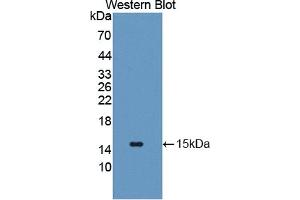 Detection of Recombinant GLUT14, Human using Polyclonal Antibody to Glucose Transporter 14 (GLUT14) (SLC2A14 Antikörper  (AA 1-105))