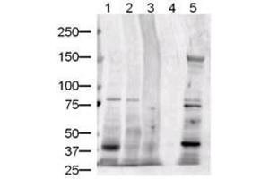 Image no. 3 for anti-Jagged 1 (JAG1) (AA 110-125) antibody (ABIN226630) (JAG1 Antikörper  (AA 110-125))