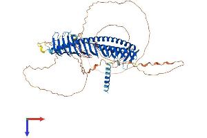 Junctophilin 1 Protein (JPH1) (AA 1-660) (His tag)