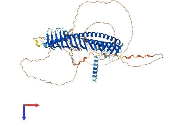 Junctophilin 1 Protein (JPH1) (AA 1-660) (His tag)