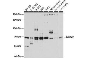 Western blot analysis of extracts of various cell lines, using NUP85 antibody (ABIN6128365, ABIN6144965, ABIN6144966 and ABIN6215319) at 1:3000 dilution. (NUP85 Antikörper  (AA 427-656))