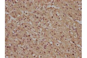 IHC image of ABIN7140102 diluted at 1:100 and staining in paraffin-embedded human adrenal gland tissue performed on a Leica BondTM system. (R-Ras Antikörper  (AA 7-23))
