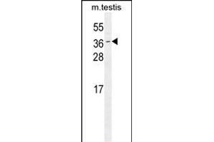 ODF3 Antibody (C-term) (ABIN655745 and ABIN2845191) western blot analysis in mouse testis tissue lysates (35 μg/lane). (ODF3 Antikörper  (C-Term))