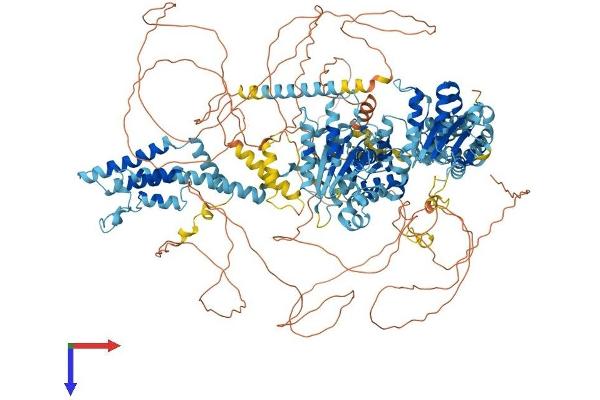 ATAD2 Protein (AA 1-1390) (His tag)