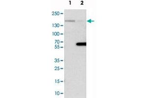 Western blot analysis of cell lysates with FLII polyclonal antibody  at 1:250-1:500 dilution. (FLII Antikörper)