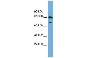 WB Suggested Anti-Ebf4 Antibody Titration: 0. (EBF4 Antikörper  (Middle Region))