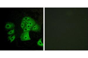 Peptide - +Immunofluorescence analysis of A549 cells, using EDG6 antibody. (S1PR4 Antikörper  (Internal Region))
