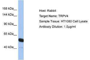 Host: Rabbit Target Name: TRPV4 Sample Type: HT1080 Whole cell lysates Antibody Dilution: 1. (TRPV4 Antikörper  (N-Term))