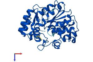 SULT1A1 Protein (AA 1-291) (His tag)