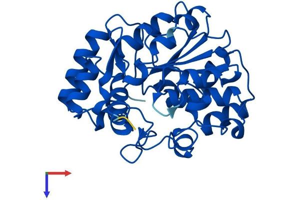 SULT1A1 Protein (AA 1-291) (His tag)