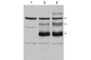 Western Blot of Rabbit anti-C-Myb antibody.