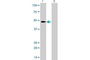Western Blotting (WB) image for anti-Nuclear Factor I/C (CCAAT-Binding Transcription Factor) (NFIC) (AA 1-429) antibody (ABIN598836) (NFIC Antikörper  (AA 1-429))
