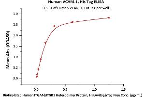 Immobilized Human VCAM-1, His Tag (ABIN2181895,ABIN2181894) at 5 μg/mL (100 μL/well) can bind Biotinylated Human ITGA4&ITGB1 Heterodimer Protein, His,Avitag&Tag Free (ABIN5954890,ABIN6253529) with a linear range of 0. (VCAM1 Protein (AA 25-697) (His tag))