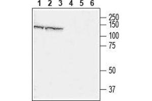 Western blot analysis of rat brain (lanes 1 and 4), mouse brain (lanes 2 and 5) and mouse C2C12 muscle myoblast cell line (lanes 3 and 6) lysates: - 1-3. (CHERP Antikörper  (Cytosolic))