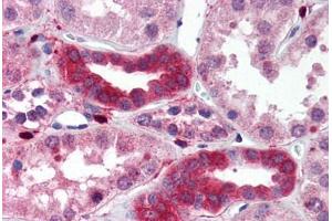 Human Kidney (formalin-fixed, paraffin-embedded) stained with MAP3K7IP1 antibody ABIN214510 at 2. (TAB1 Antikörper)