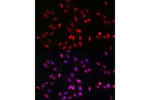 Immunofluorescence (IF) image for anti-Ubiquitin-Fold Modifier 1 (UFM1) (AA 1-85) antibody (ABIN7271184)