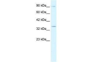 WB Suggested Anti-BHLHB5 Antibody Titration:  0. (BHLHE22 Antikörper  (N-Term))