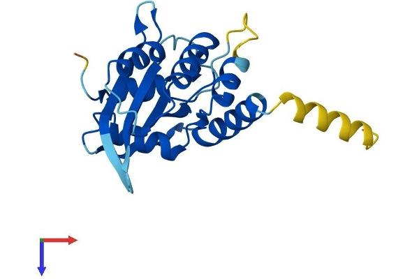 AICDA Protein (AA 1-198) (His tag)