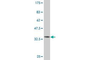 Western Blot detection against Immunogen (33. (MYCBP Antikörper  (AA 34-103))