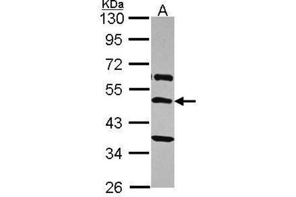 TRHR antibody  (C-Term)