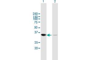 Western Blot analysis of LDHA expression in transfected 293T cell line by LDHA MaxPab polyclonal antibody.