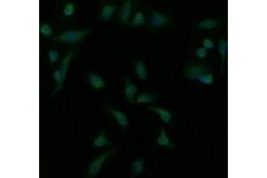 Image no. 1 for anti-Mitogen-Activated Protein Kinase Kinase 1 (MAP2K1) antibody (ABIN1499394) (MEK1 Antikörper)