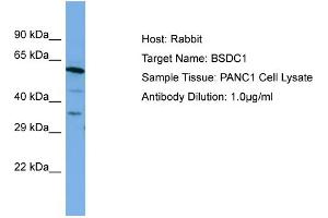 Host: Rabbit Target Name: BSDC1 Sample Type: PANC1 Whole cell lysates Antibody Dilution: 1. (BSDC1 Antikörper  (C-Term))
