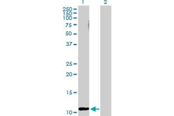 RRN3 Antikörper  (AA 1-106)