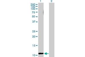 Western Blot analysis of RRN3 expression in transfected 293T cell line by RRN3 MaxPab polyclonal antibody. (RRN3 Antikörper  (AA 1-106))