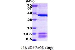 SDS-PAGE (SDS) image for Mitochondrial Ribosomal Protein L1 (MRPL1) (AA 51-325) protein (His tag) (ABIN5852928)