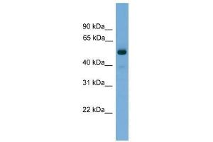 FSCN3 antibody used at 0.