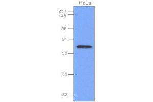 Cell lysates of HeLa(40 ug) were resolved by SDS-PAGE, transferred to nitrocellulose membrane and probed with anti-human IRF-3 (1:1,000). (IRF3 Antikörper  (AA 108-166))