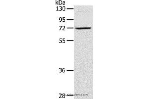 Western blot analysis of TM4 cell, using LTA4H Polyclonal Antibody at dilution of 1:300 (LTA4H Antikörper)