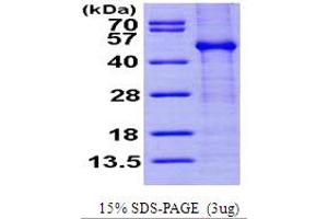 SDS-PAGE (SDS) image for FK506 Binding Protein Like (FKBPL) (AA 1-349) protein (His tag) (ABIN6386574)