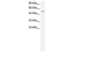 Image no. 1 for anti-Transcription Factor AP-2 delta (Activating Enhancer Binding Protein 2 Delta) (TFAP2D) (AA 359-408) antibody (ABIN202558)