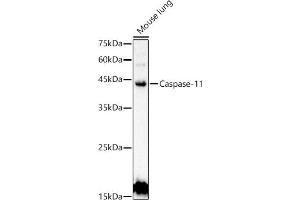Western blot analysis of extracts of Mouse lung, using Caspase-11 antibody (ABIN6131528, ABIN6137966, ABIN6137967 and ABIN6222159) at 1:500 dilution. (Caspase 4 Antikörper  (AA 81-266))