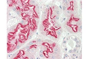 Anti-PEA15 / PEA-15 antibody IHC staining of human kidney. (PEA15 Antikörper  (C-Term))