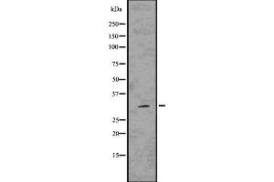 Western blot analysis of Hes1 using 293 whole cell lysates (HES1 Antikörper  (Internal Region))