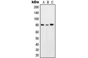 Western blot analysis of PKC theta (pS676) expression in HeLa UV-treated (A), SP2/0 UV-treated (B), PC12 UV-treated (C) whole cell lysates.