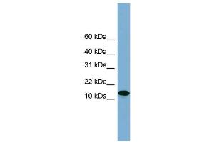 WB Suggested Anti-H2AFX  Antibody Titration: 0. (H2AFX Antikörper  (Middle Region))